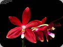 Phal. tetraspis Red